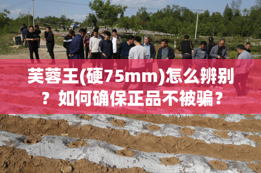 芙蓉王(硬75mm)怎么辨别？如何确保正品不被骗？